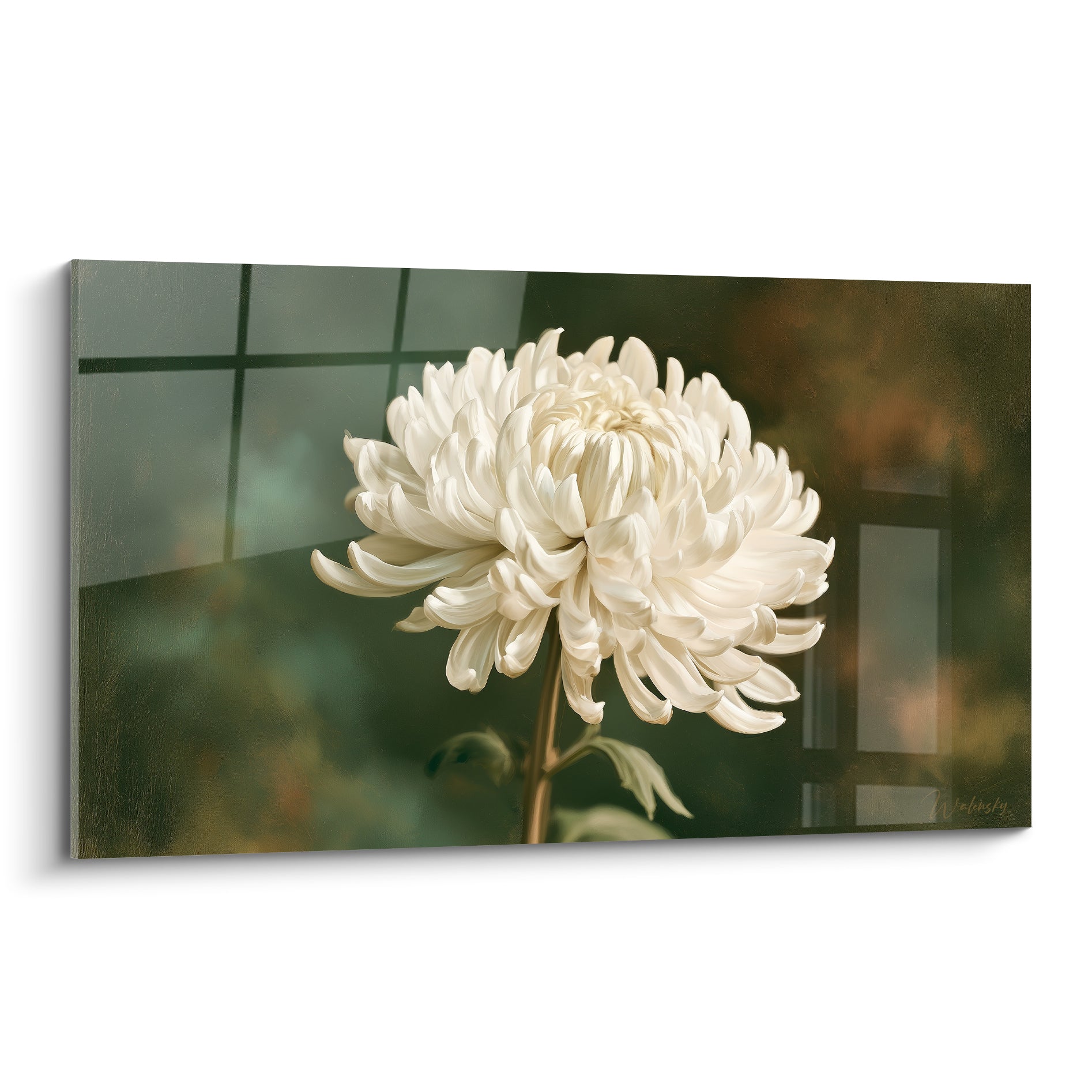 Chrysanthème blanc aux pétales incurvés se déploie sur un fond vert sauge et ocre flouté