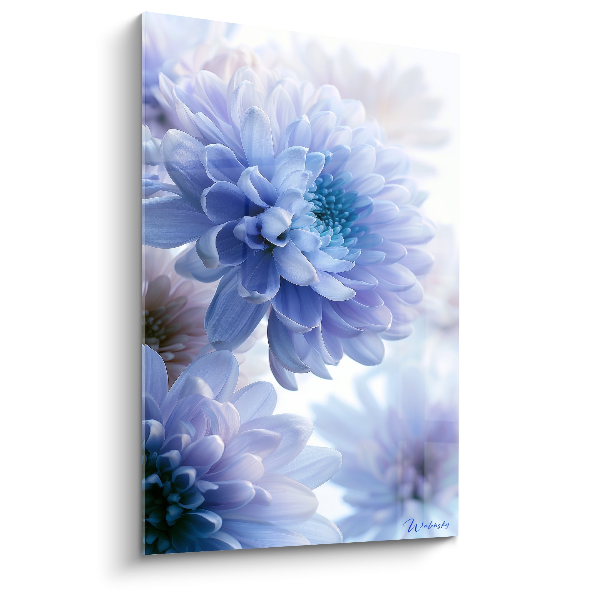 Chrysanthème bleu pastel et lavande aux pétales soyeux, cœur turquoise, fond blanc laiteux