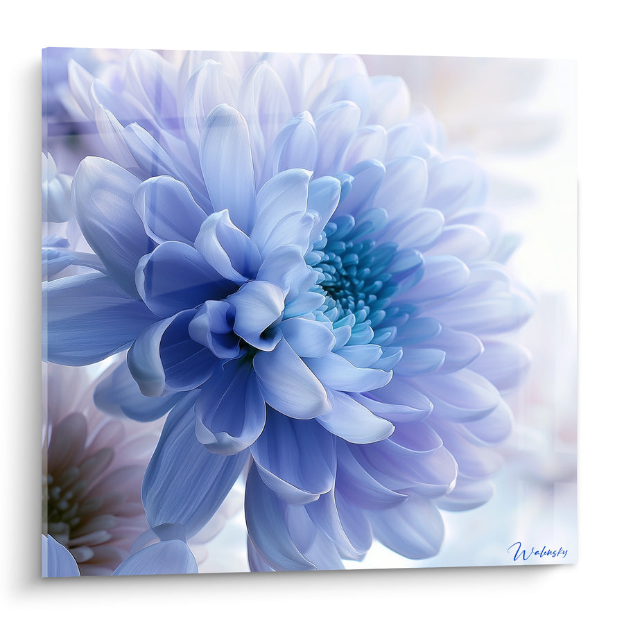 Blütenbild Chrysantheme Blau und Weiß - Frischer Atem - Edition Chrysantheme
