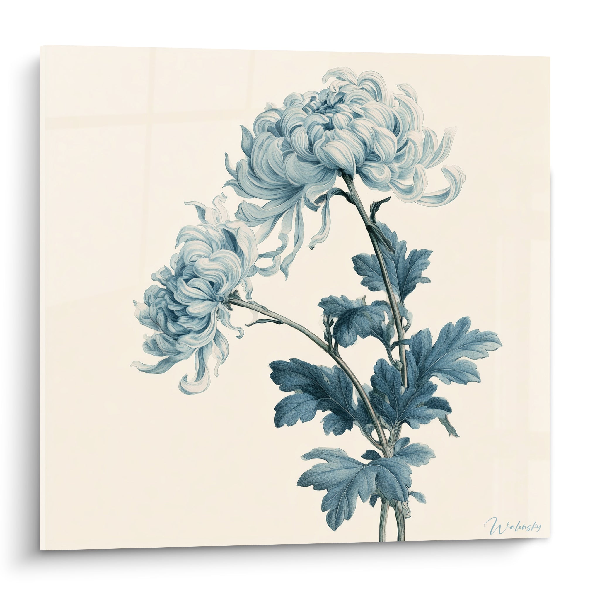 Chrysanthème bleu poudré aux pétales ondulés sur fond ivoire, style botanique délicat