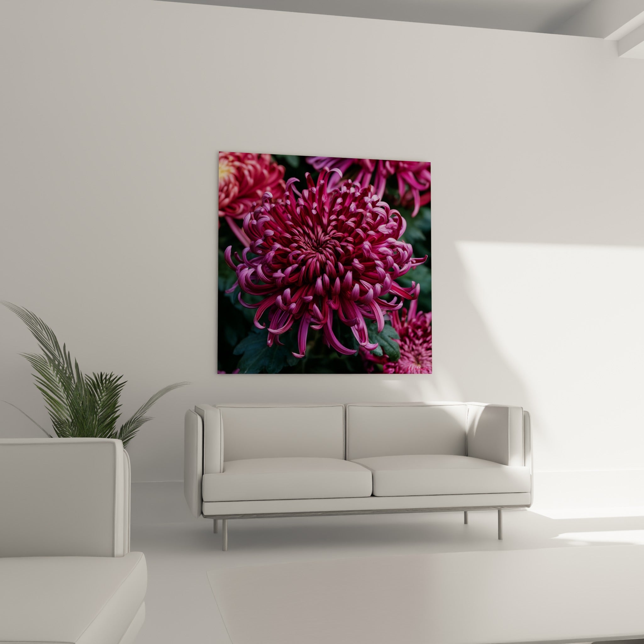 Pétales de chrysanthème magenta et pourpre déployés en spirale, au-dessus d'un canapé dans un salon lumineux