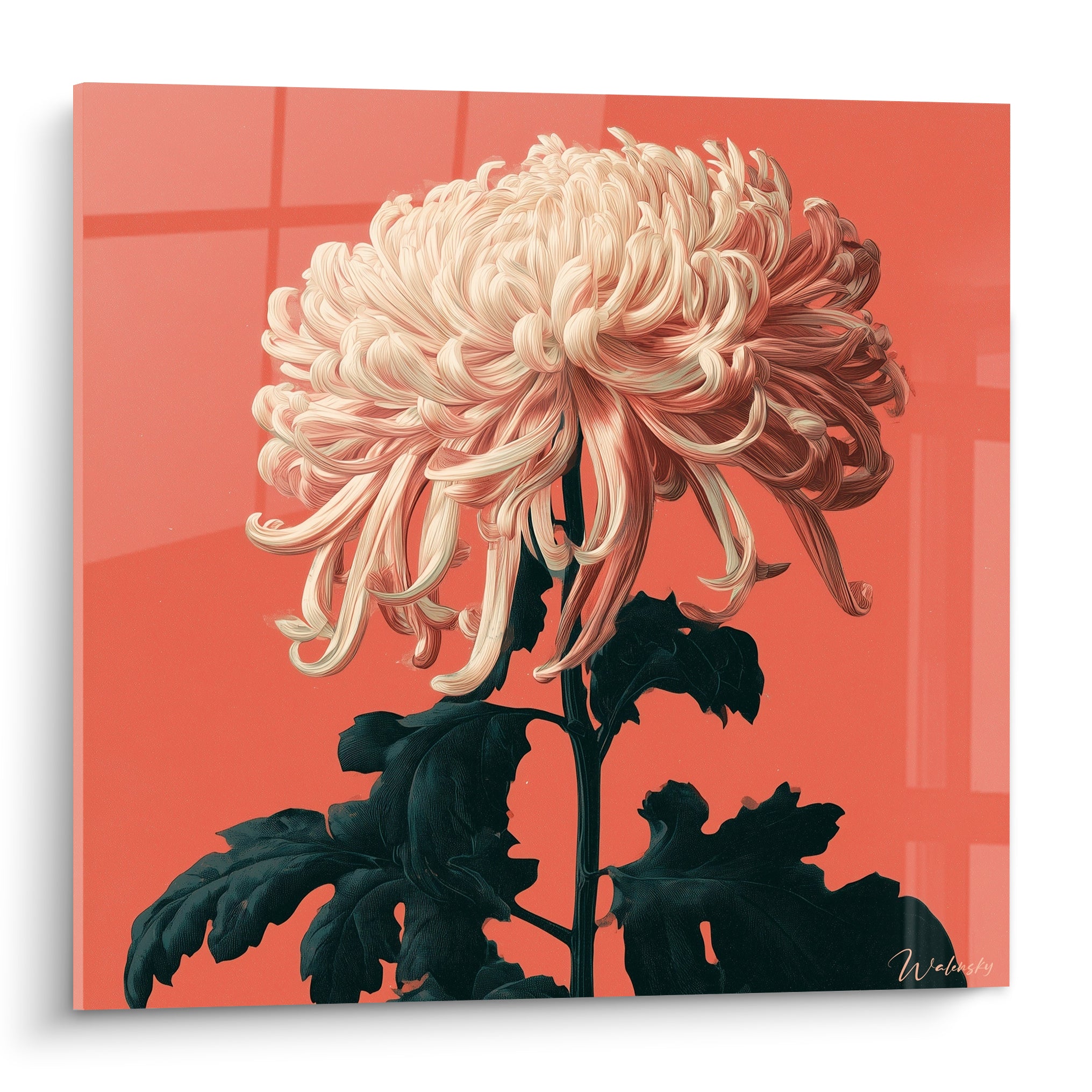 Chrysanthème ivoire aux pétales ondulés se déploie sur un fond corail intense et lumineux