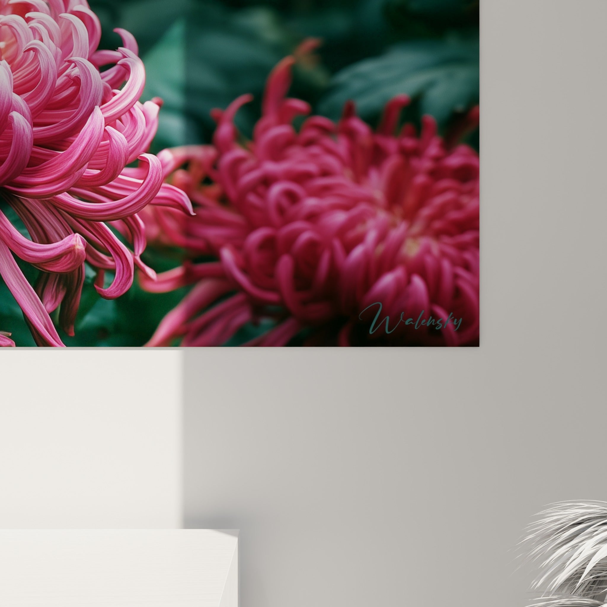 Pétales roses incurvés du chrysanthème, grain fin et coulures de lumière sur fond vert anthracite
