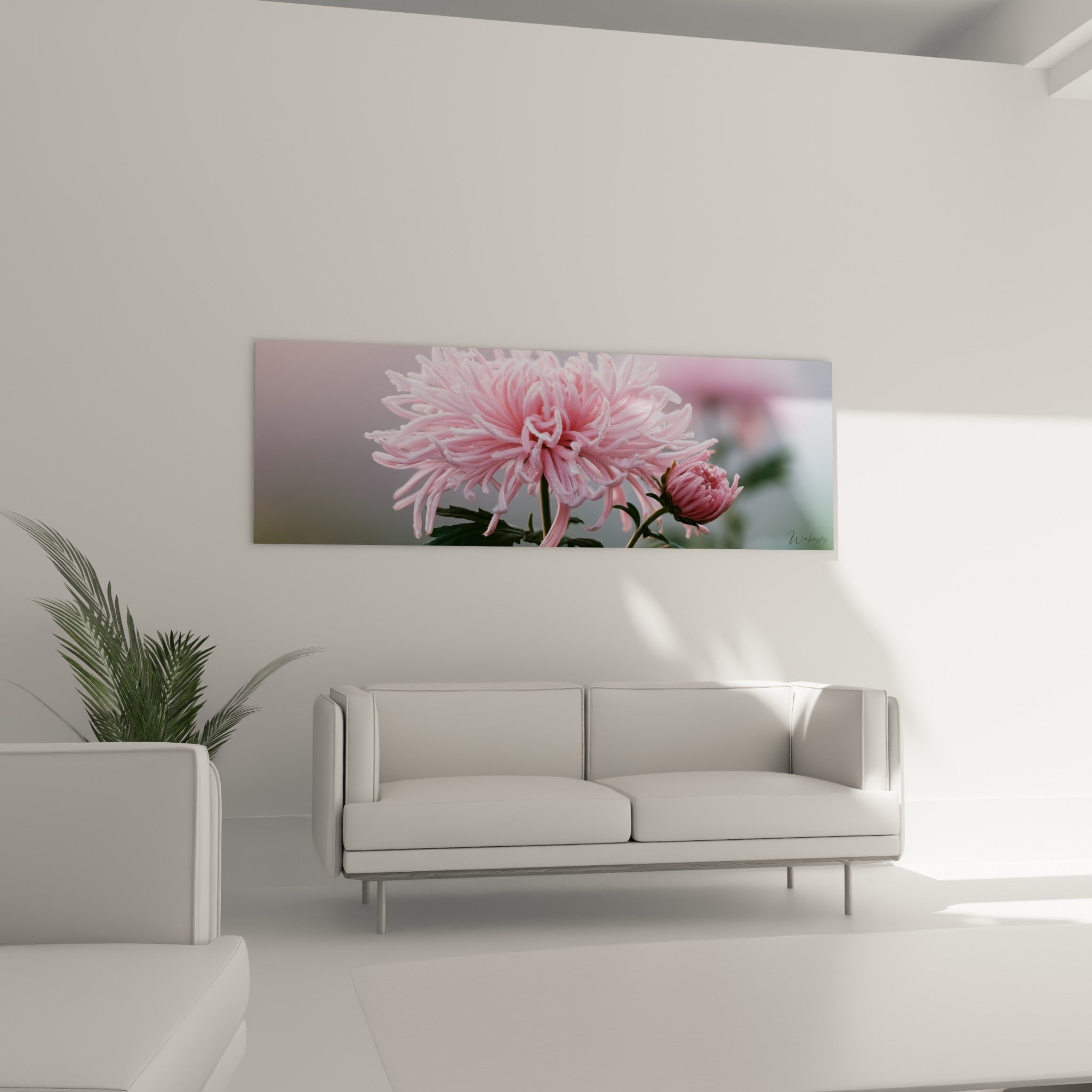 Pétales roses délicats du chrysanthème disposés au-dessus d'un canapé dans un salon lumineux