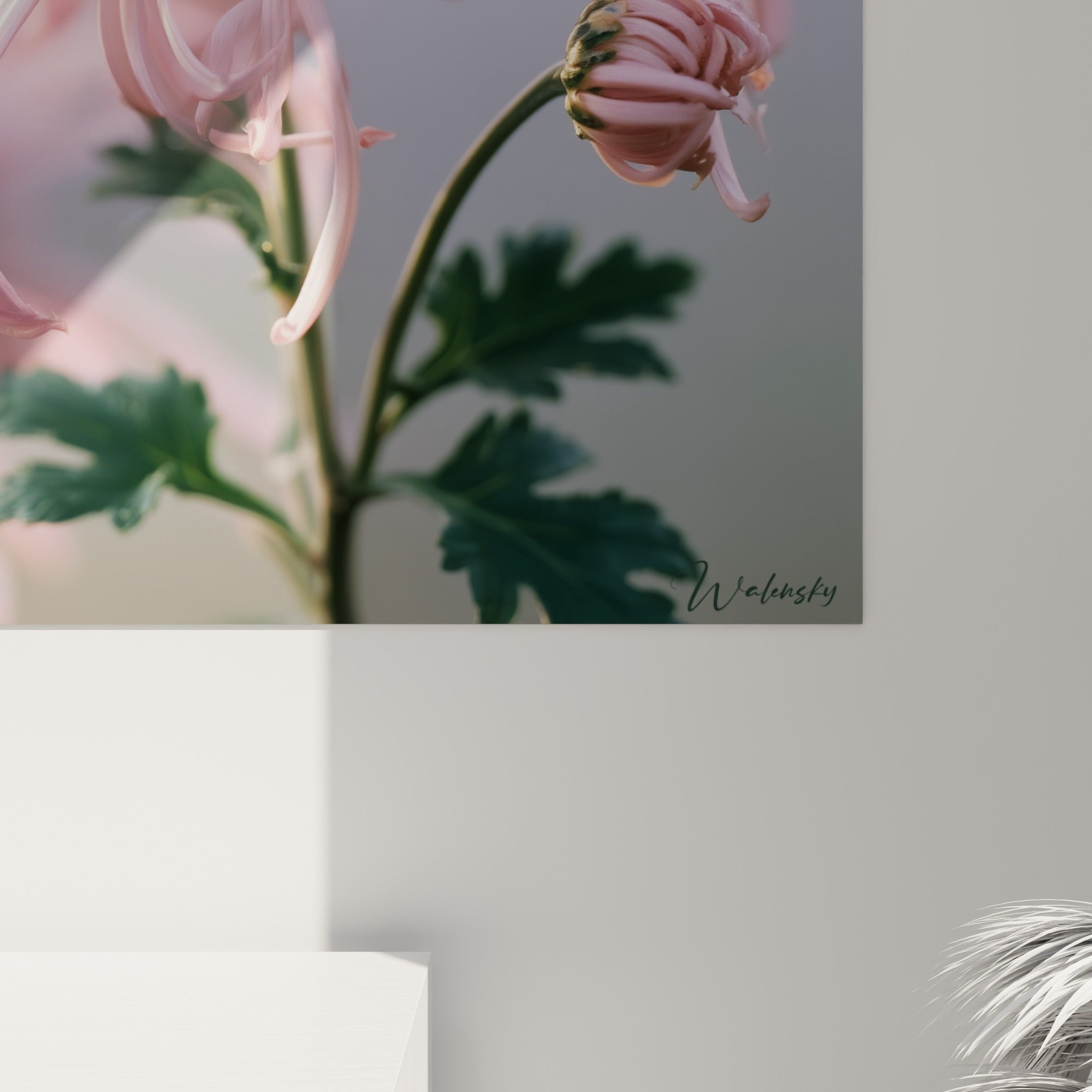 Grain fin révélant les pétales roses scintillants et les gouttes de rosée du chrysanthème en gros plan