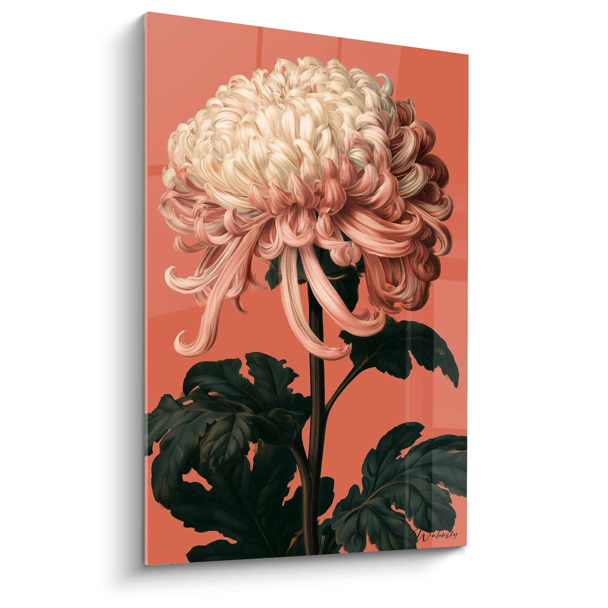 Chrysanthème ivoire et corail aux pétales bouclés sur fond terracotta, feuillage vert sombre