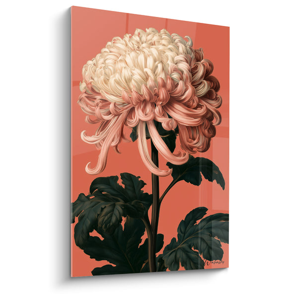Cuadro Crisantemo marfil y coral con pétalos rizados - Despertar floral - Edición Crisantemo
