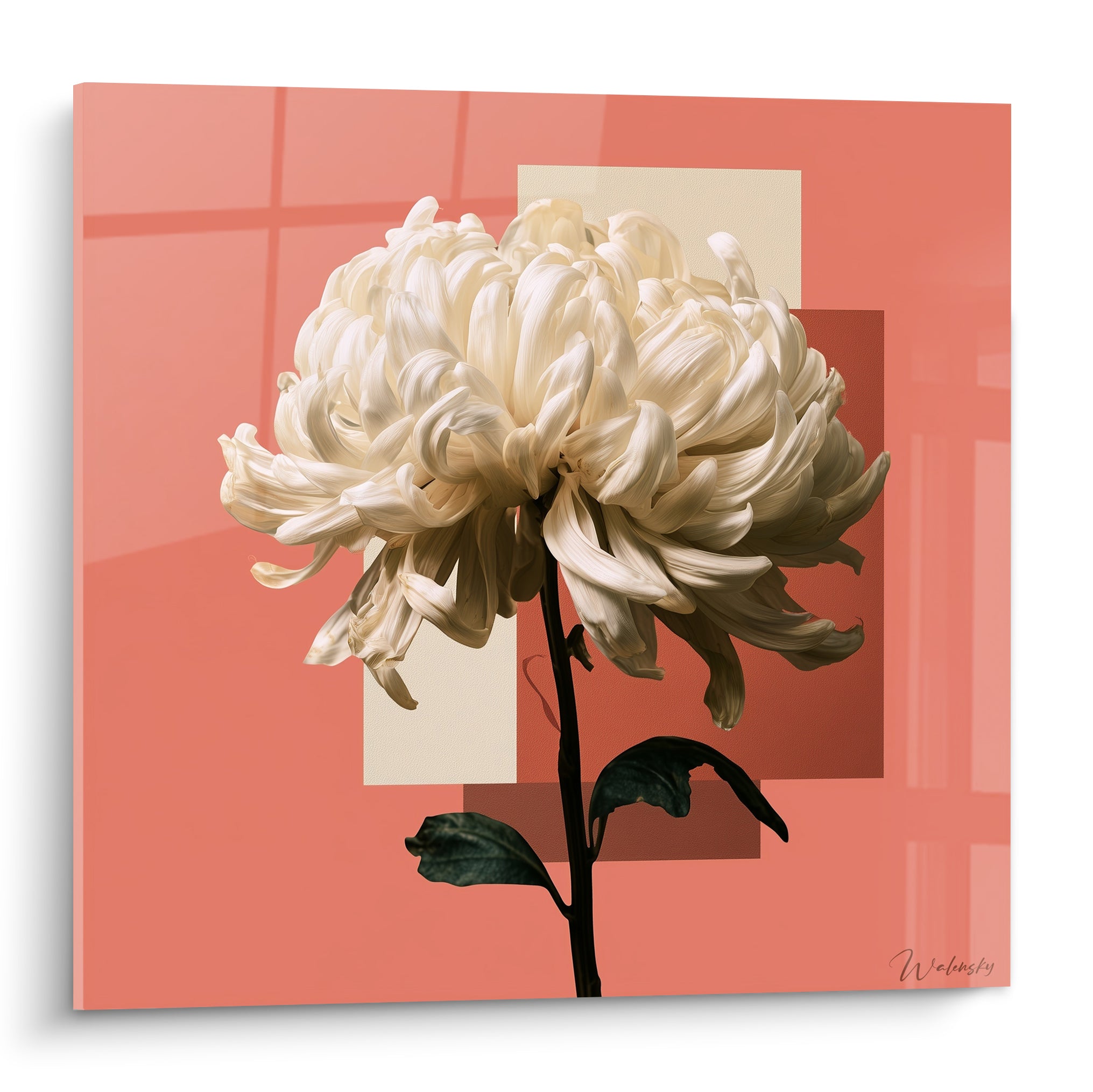 Chrysanthème ivoire aux pétales ondulés sur fond corail et beige structuré en aplats