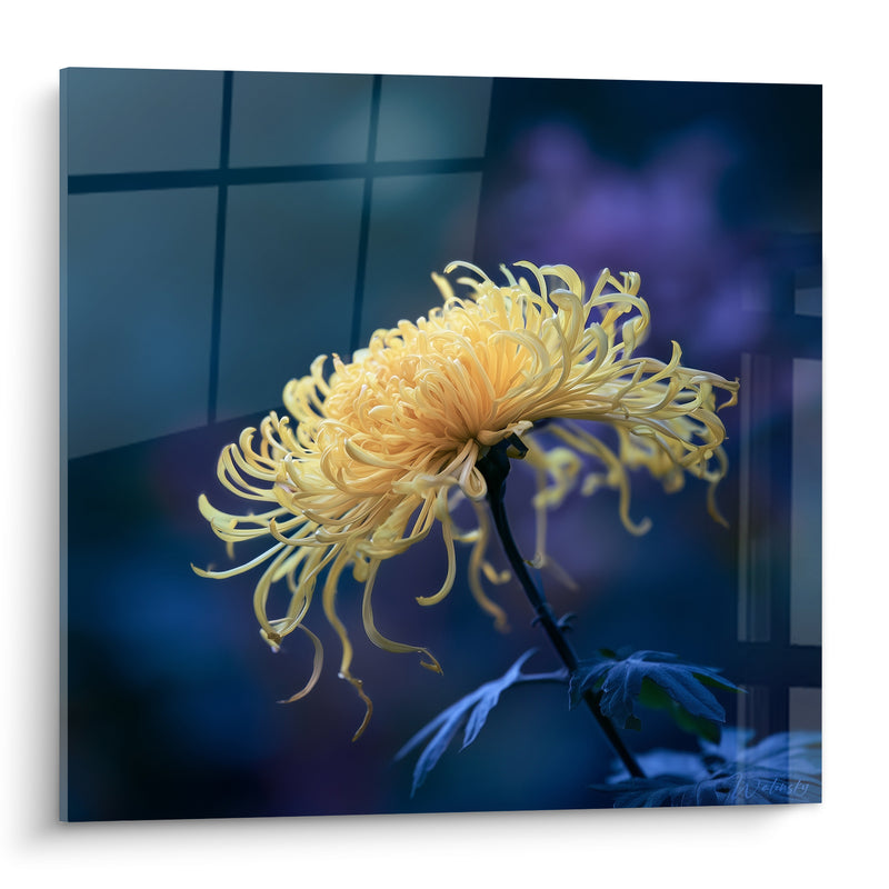 Tableau Chrysanthème jaune pâle aux pétales effilés - Danse nocturne - Edition Chrysanthème