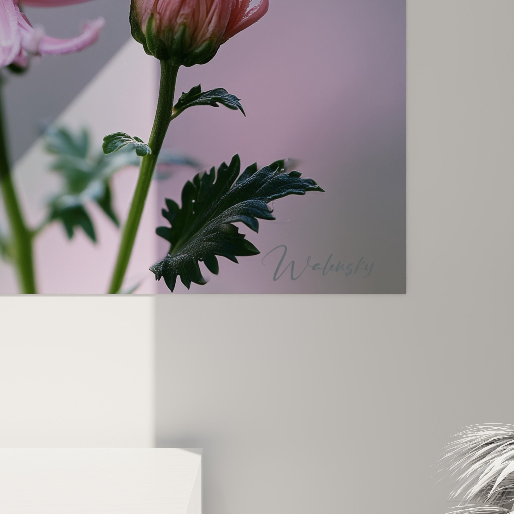Grain fin de l'impression révélant les gouttelettes givrées sur les pétales roses et mauves du chrysanthème