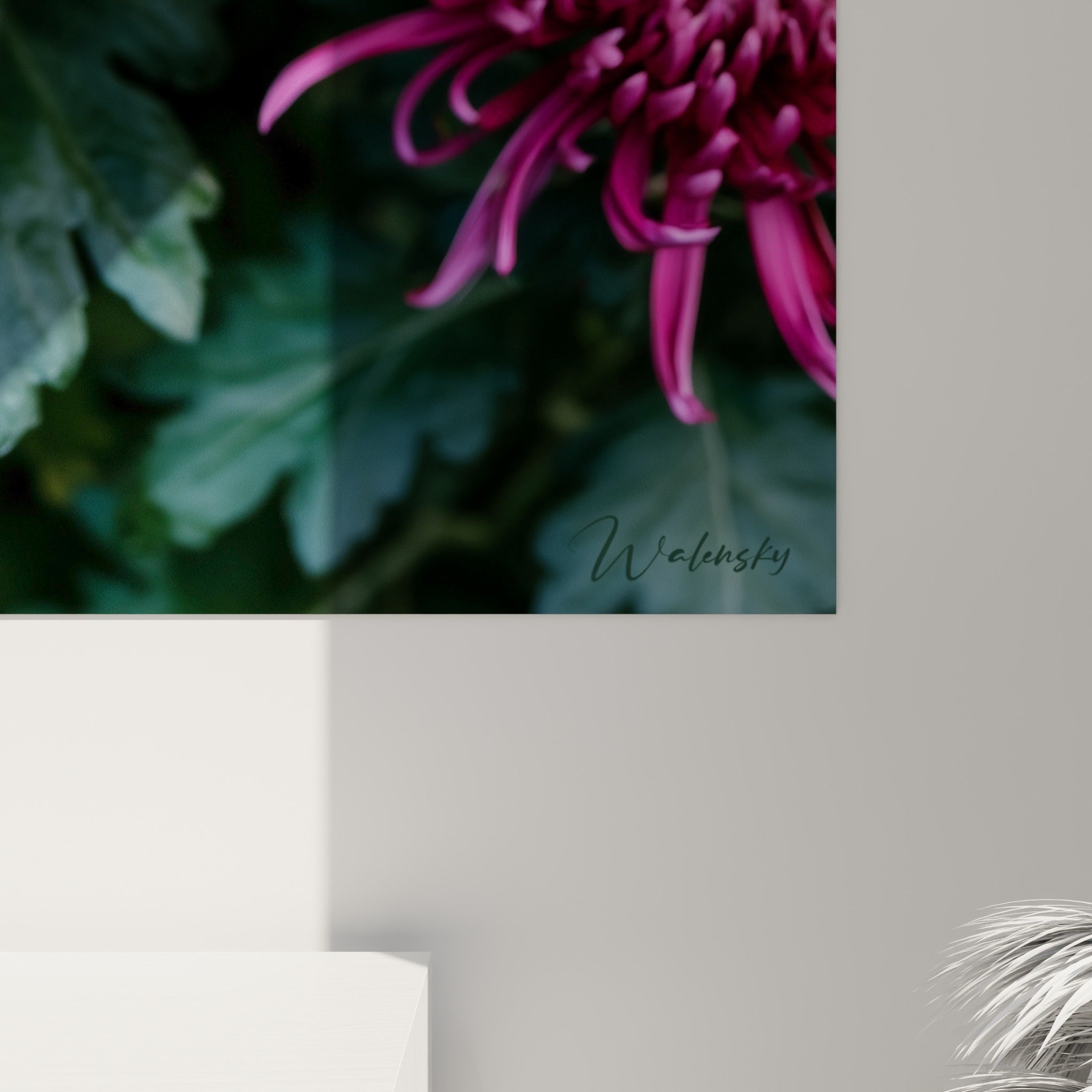 Pétales de chrysanthème pourpre et magenta enroulés révélant le grain fin et les nuances de lumière de l'impression