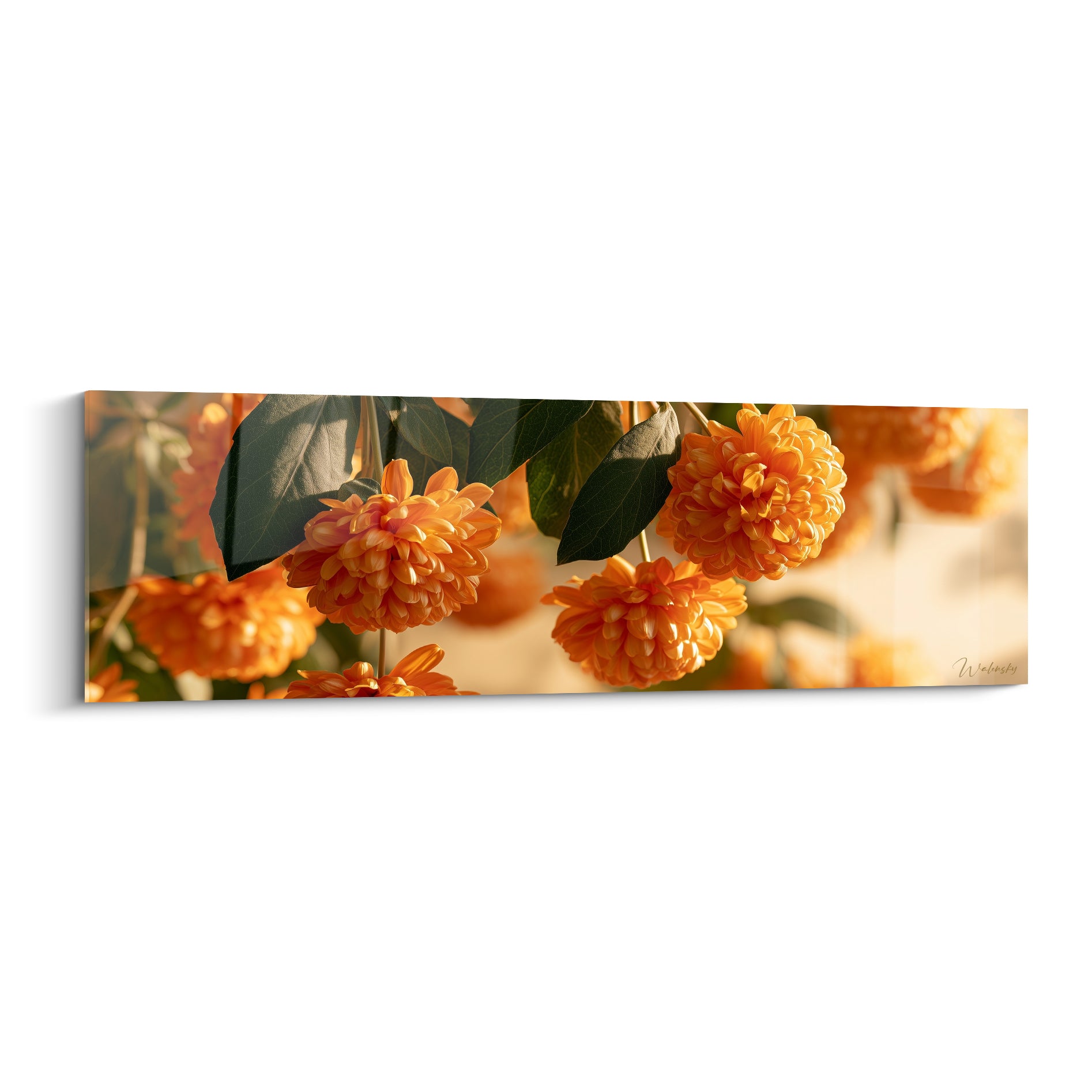 Chrysanthème orange aux pétales denses et feuilles vert sombre, lumière dorée du soir