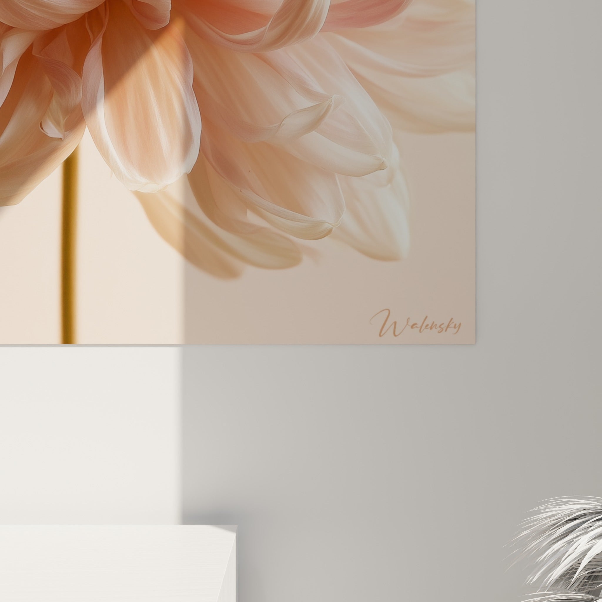 Grain délicat des pétales rose et blanc du chrysanthème, striures fines et lumière douce visibles de près