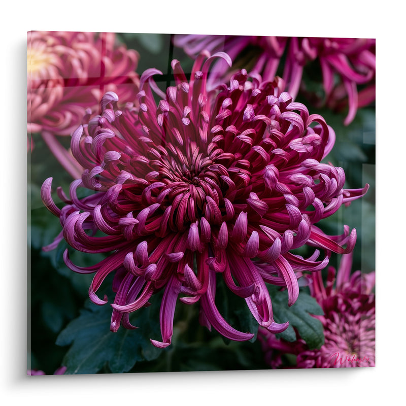 Tableau Chrysanthème pourpre aux pétales recourbés - Éclosion suspendue - Edition Chrysanthème