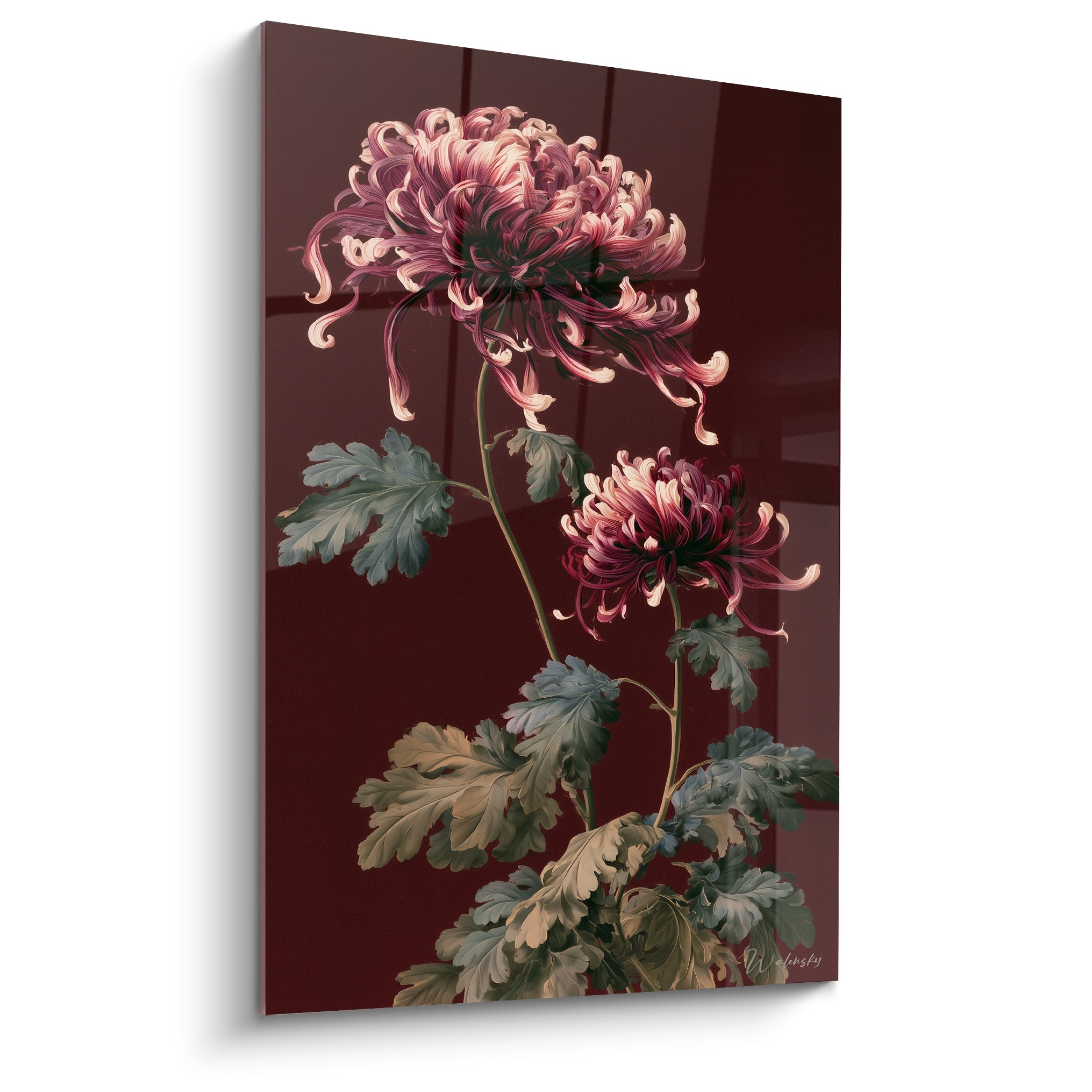 Chrysanthème rose et bordeaux aux pétales incurvés, feuillage vert olive, fond rouge sombre