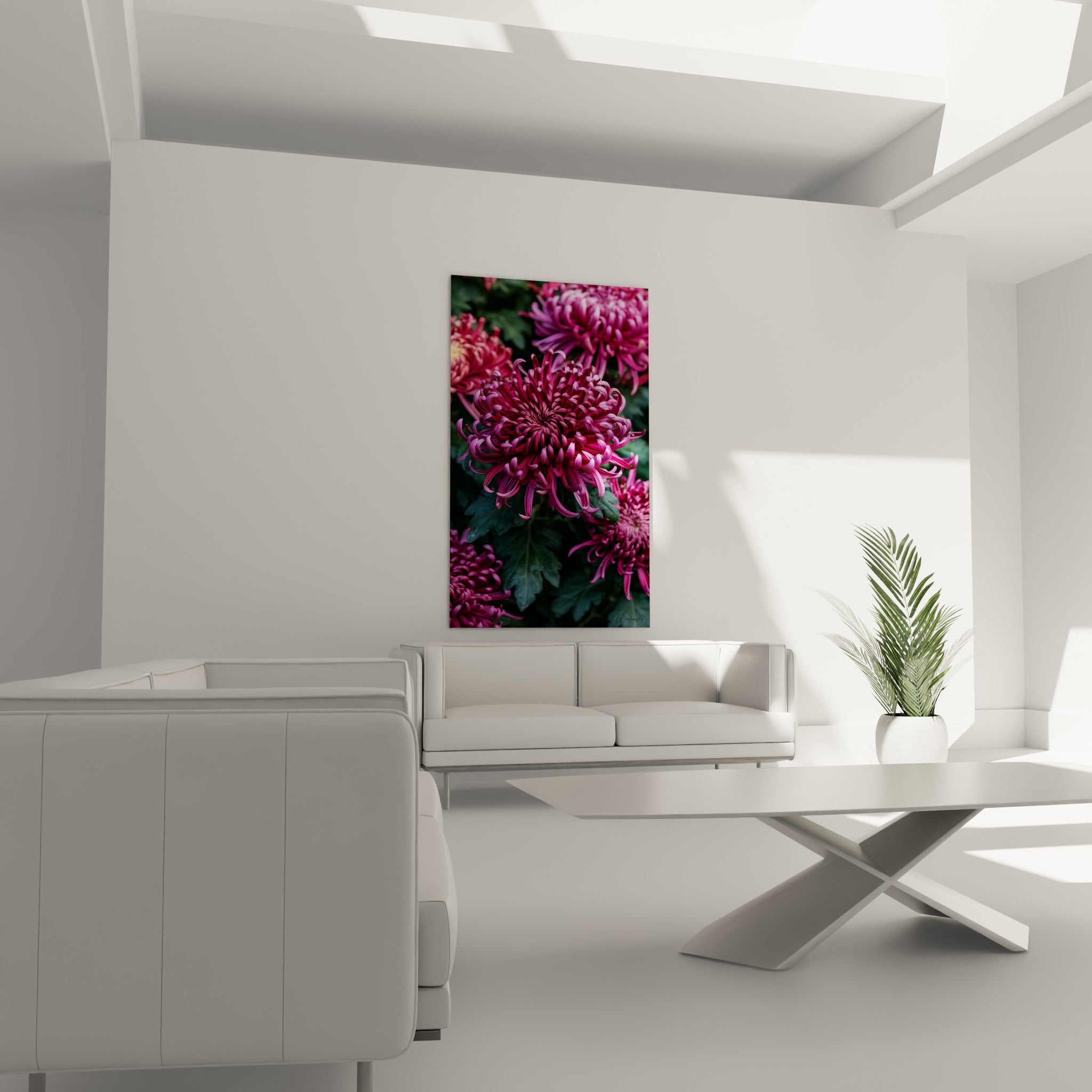 Chrysanthème rose foncé au cœur dense de pétales spiralés placé au-dessus d'un canapé dans un salon lumineux