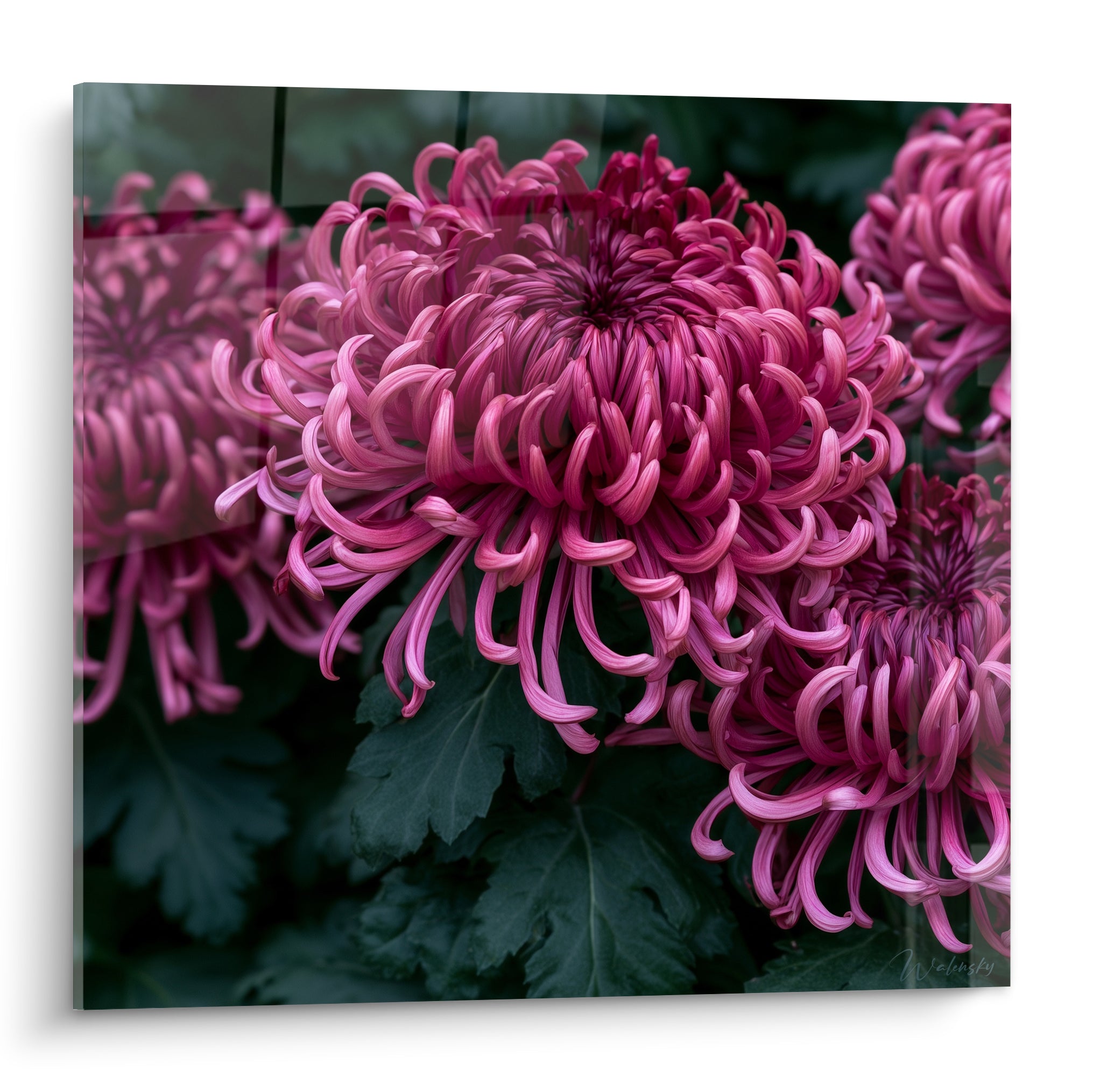 Chrysanthème rose fuchsia aux pétales enroulés, cœur pourpre, feuillage vert anthracite en fond