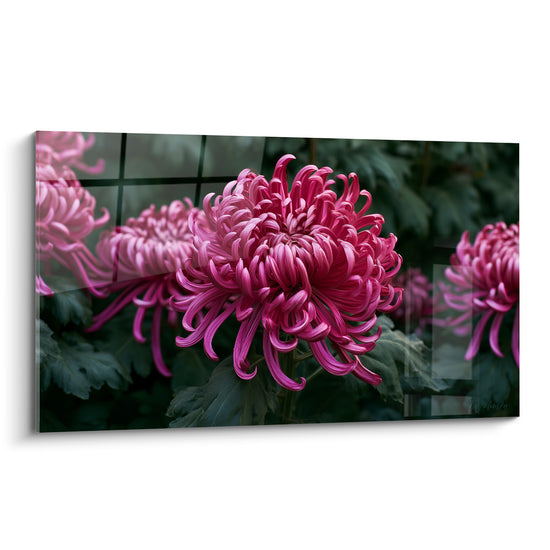 Chrysanthème rose fuchsia aux pétales recourbés sur fond vert anthracite flouté