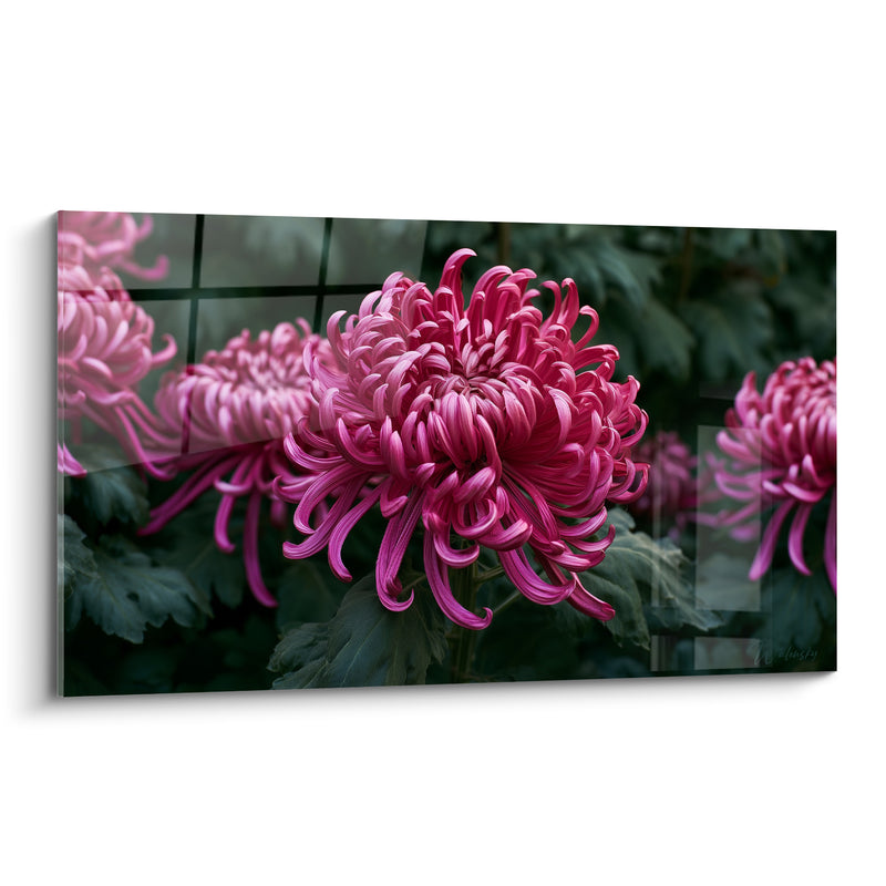 Tableau Chrysanthème fuchsia et vert aux pétales enroulés - Grille vitrée transparente - Edition Chrysanthème