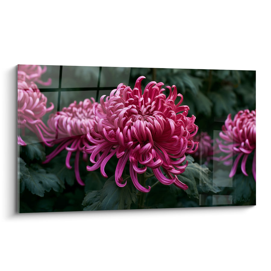 Blumenbild Chrysantheme Fuchsia und Grün mit eingerollten Blütenblättern - Transparentes Glasgitter - Chrysanthemen-Edition