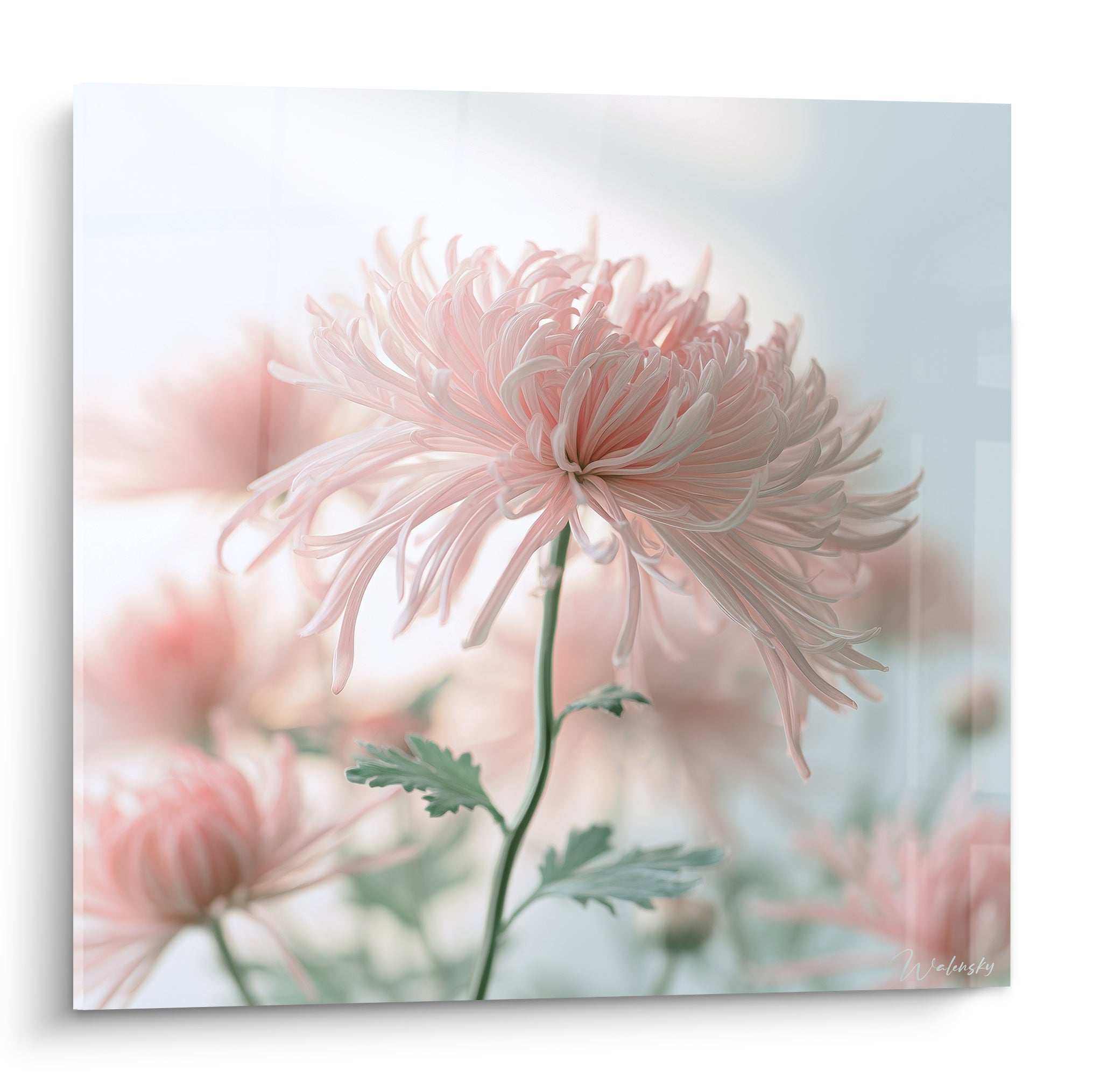 Chrysanthème rose pâle et vert sauge aux pétales effilés sur fond brumeux clair