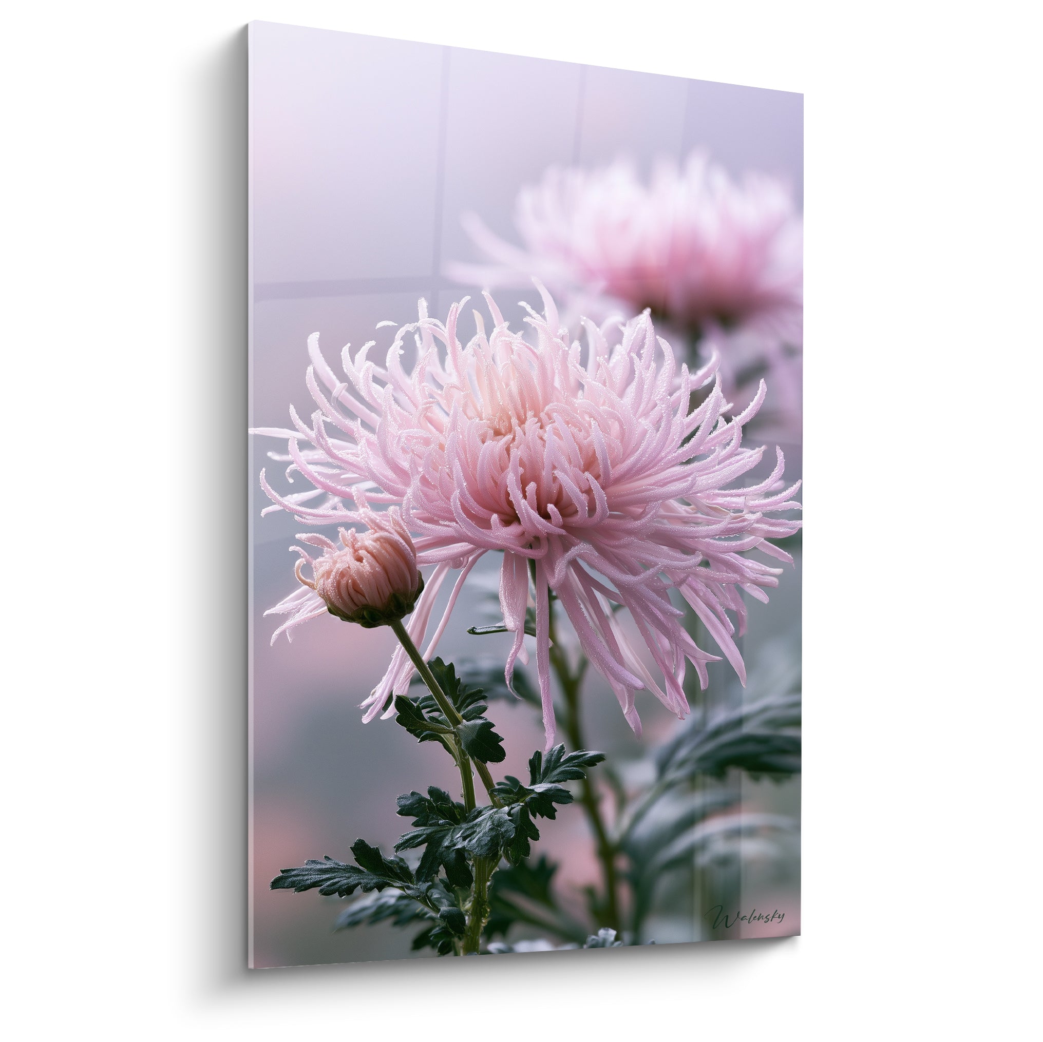 Chrysanthème rose pâle aux pétales effilés, feuillage vert sauge, fond flou anthracite et rosé