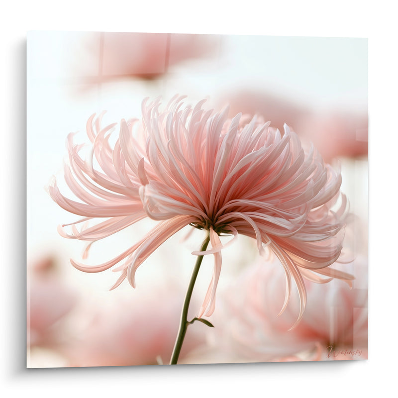Tableau Chrysanthème rose et blanc aux pétales effilés - Douceur suspendue - Edition Chrysanthème