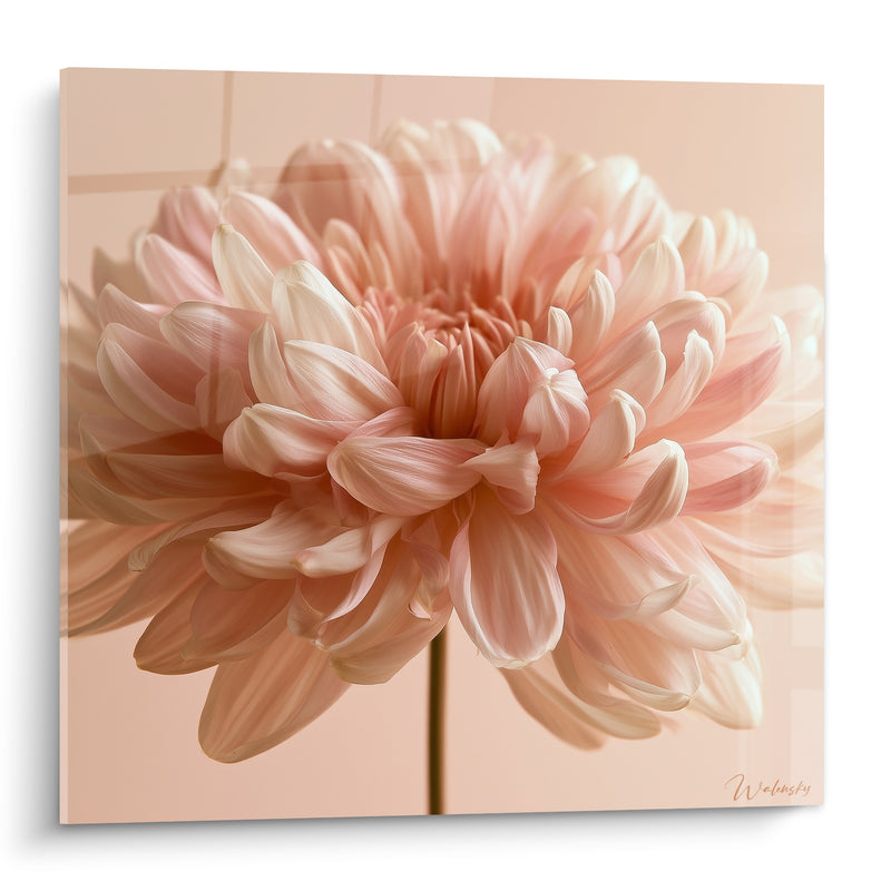 Tableau Chrysanthème rose et blanc en pleine éclosion - Douceur épanouie - Edition Chrysanthème