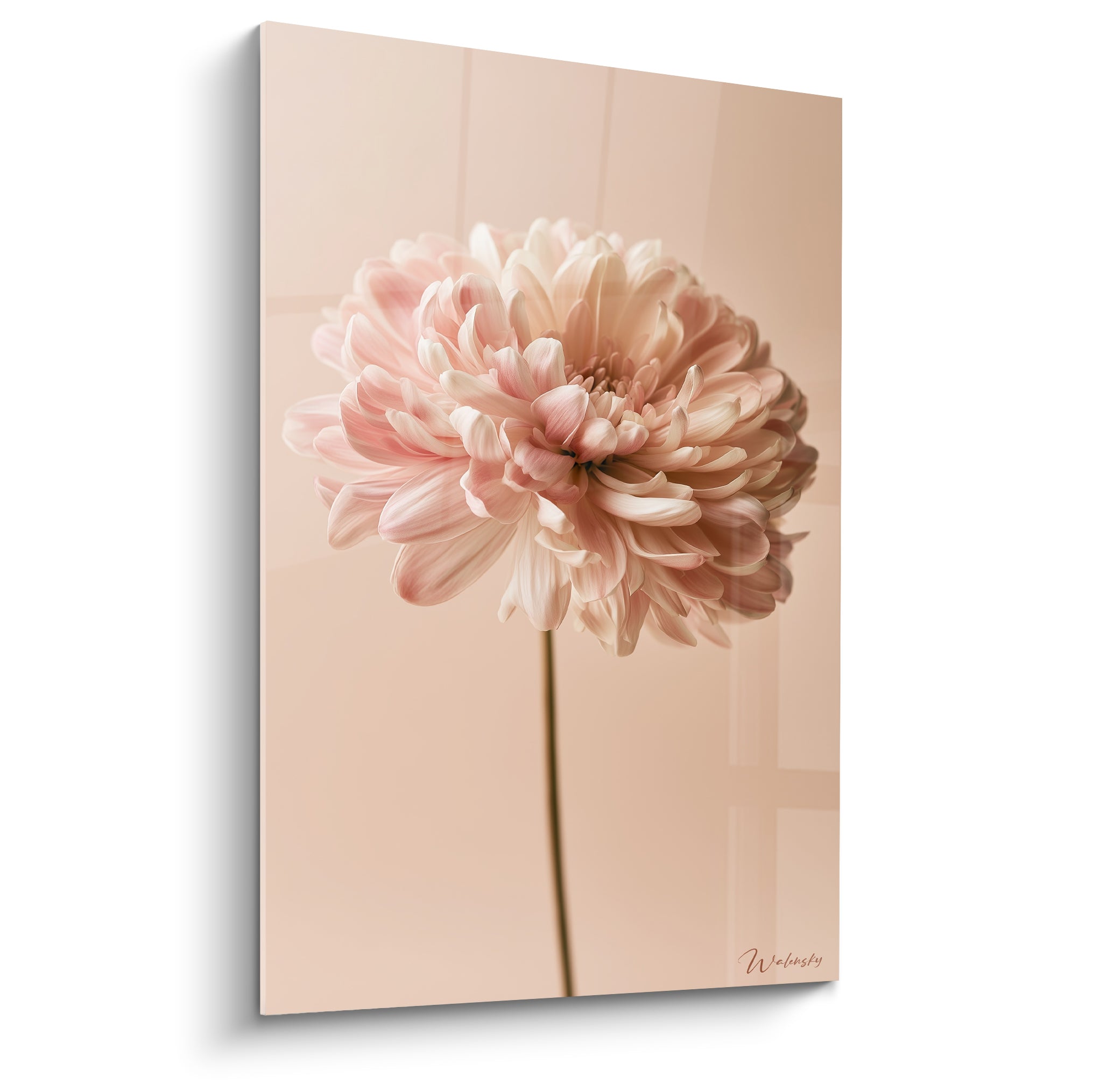 Chrysanthème rose pastel et blanc crème, pétales délicats sur fond beige uni