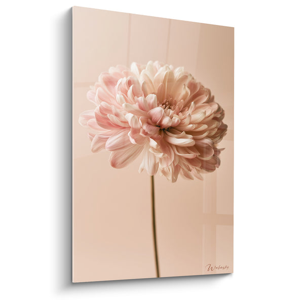 Cuadro Crisantemo rosa y blanco sobre fondo beige - Delicadeza sutil - Edición Crisantemo