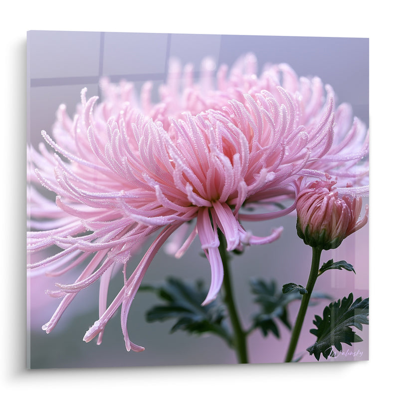Tableau Chrysanthème rose et gris pétales incurvés - Rosée du matin - Edition Chrysanthème