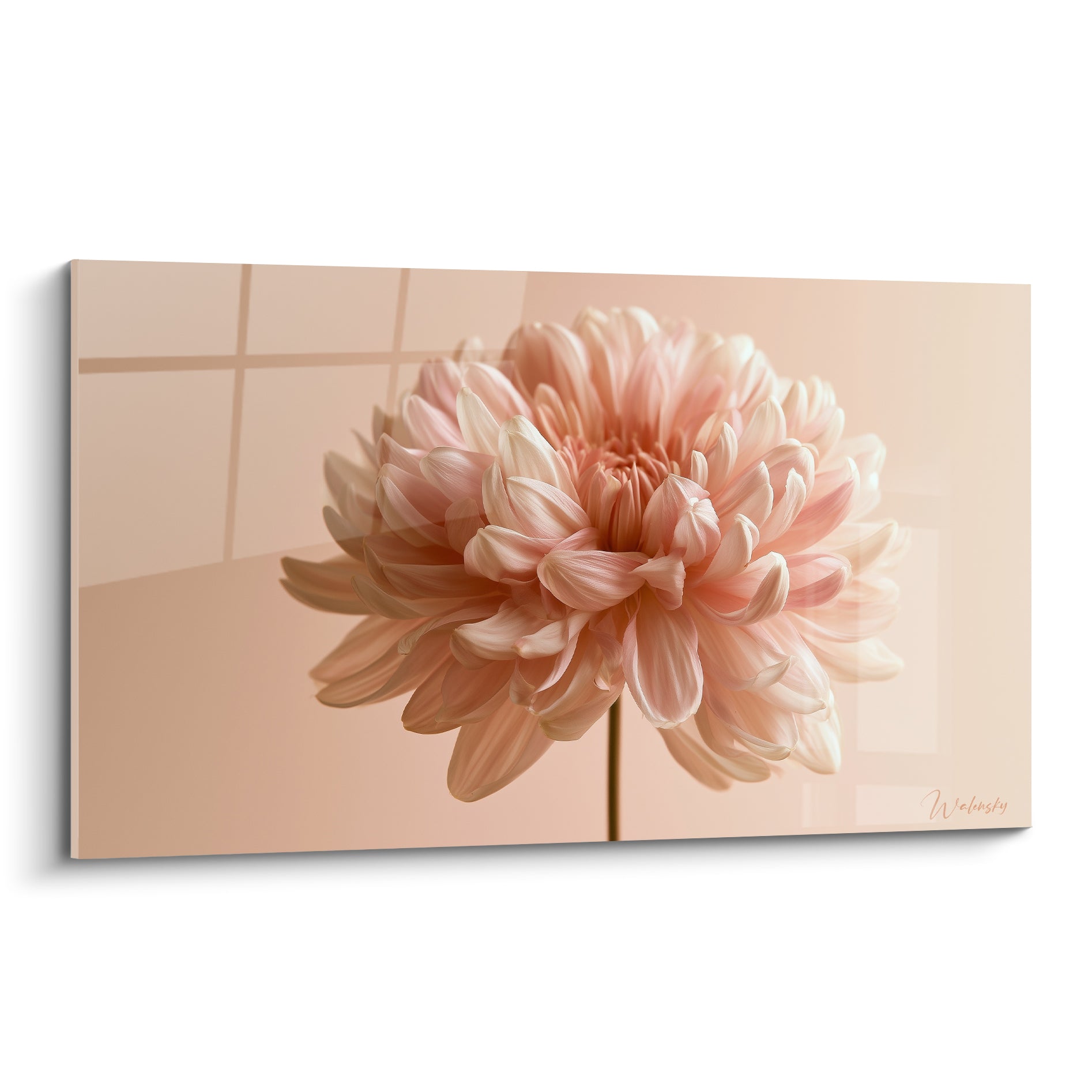 Chrysanthème rose pêche aux pétales serrés, sur fond beige dégradé et lumière douce