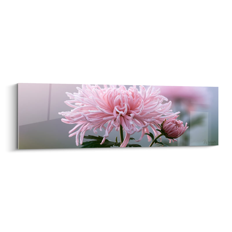 Tableau Chrysanthème rose et vert perlé de rosée - Gouttes sur pétales - Edition Chrysanthème