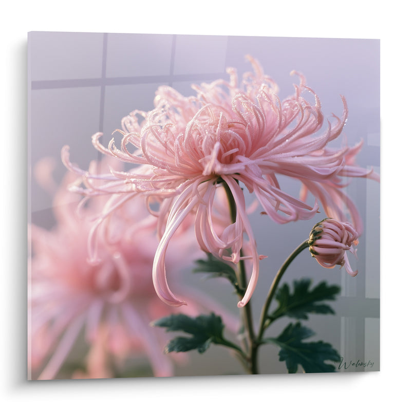Tableau Chrysanthème rose aux pétales incurvés - Rosée matinale - Edition Chrysanthème