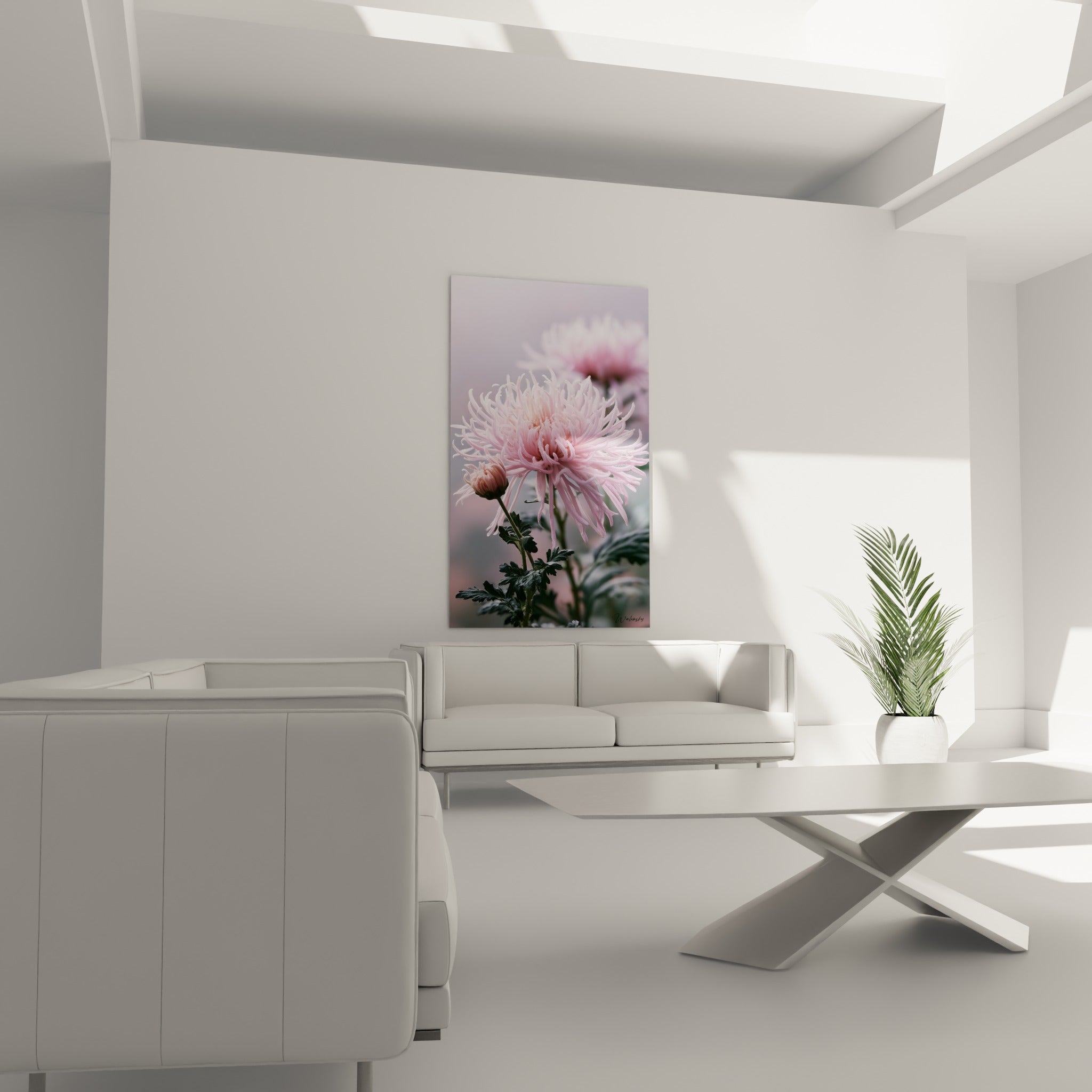 Chrysanthème rose poudré et bourgeon fermé, au-dessus d'un canapé dans un salon lumineux