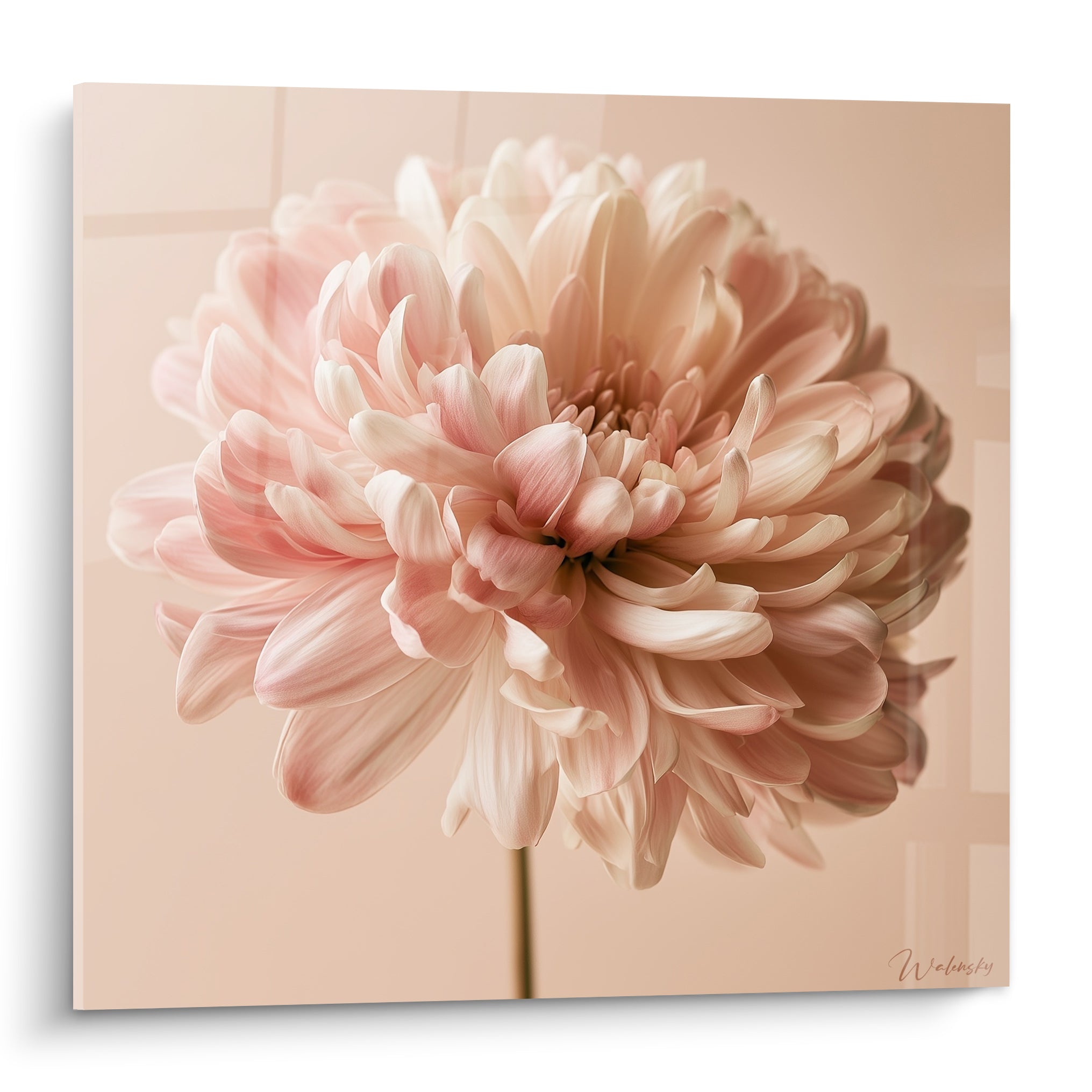 Chrysanthème rose poudré et blanc crème aux pétales veloutés sur fond beige texturé