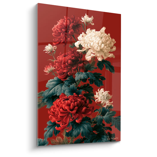 Chrysanthème rouge et blanc crème aux pétales frisés sur fond bordeaux profond et intense