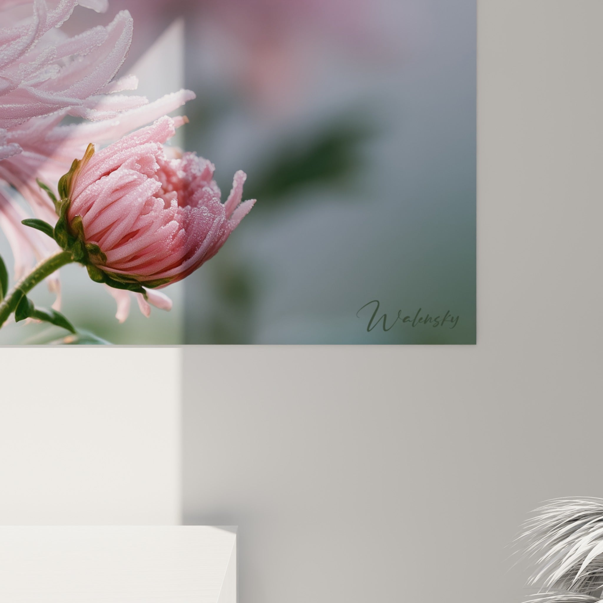 Gouttelettes de rosée visibles sur les pétales rose pâle et texture soyeuse du chrysanthème imprimé