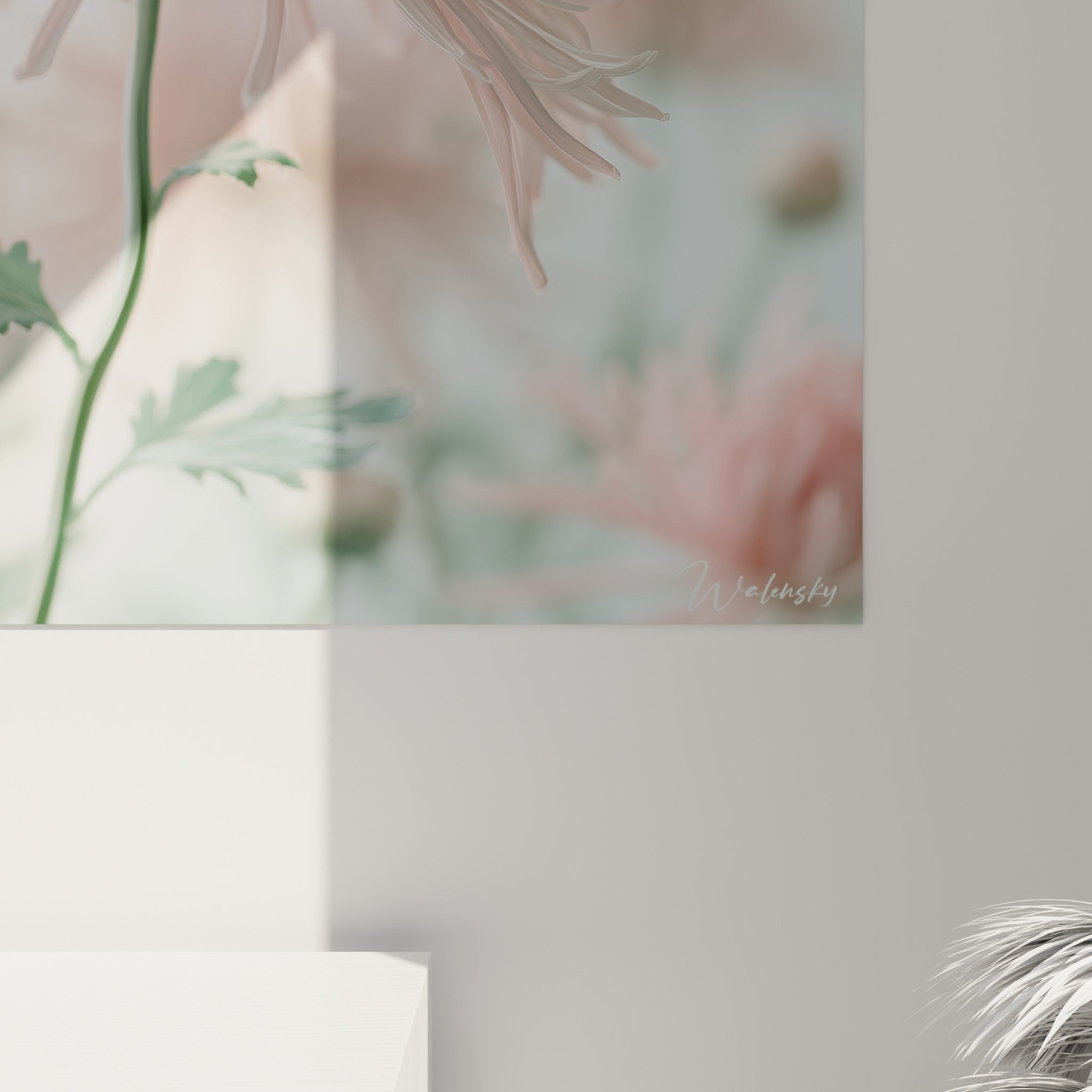 Pétales effilés rose pâle et blanc laiteux du chrysanthème révélant leur texture soyeuse en gros plan