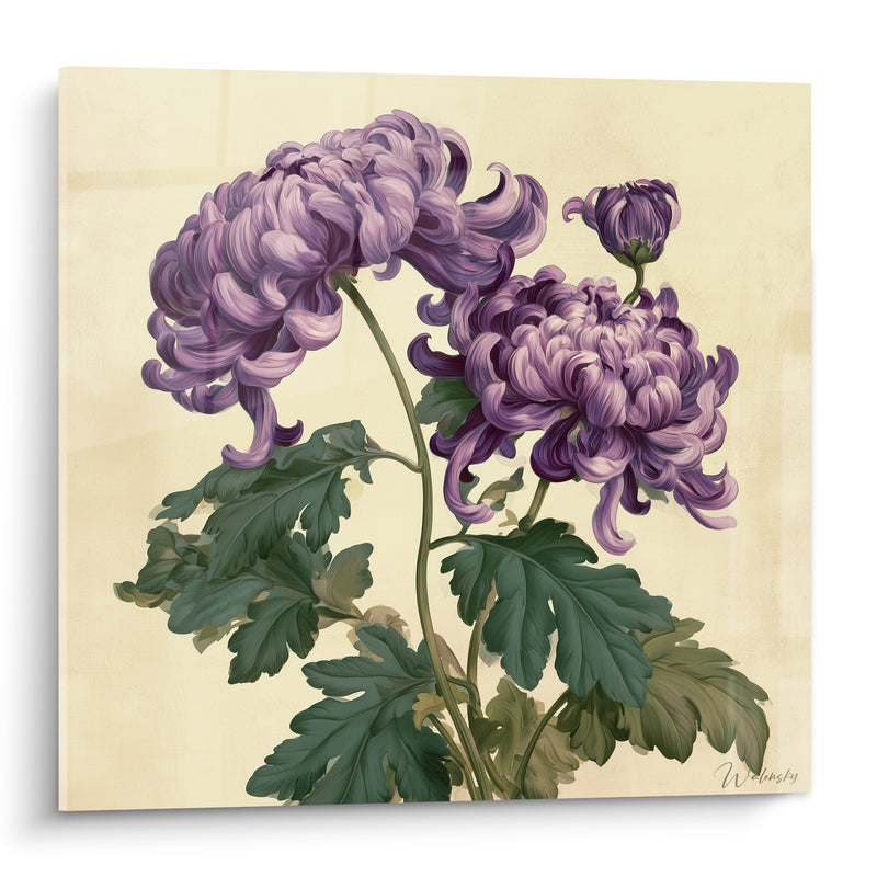 Tableau Chrysanthème violet aux pétales incurvés - Danse florale - Edition Chrysanthème