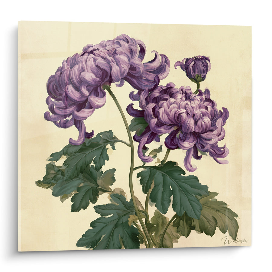 Blumenbild Chrysantheme Violett mit gewellten Blütenblättern - Floraler Tanz - Edition Chrysantheme