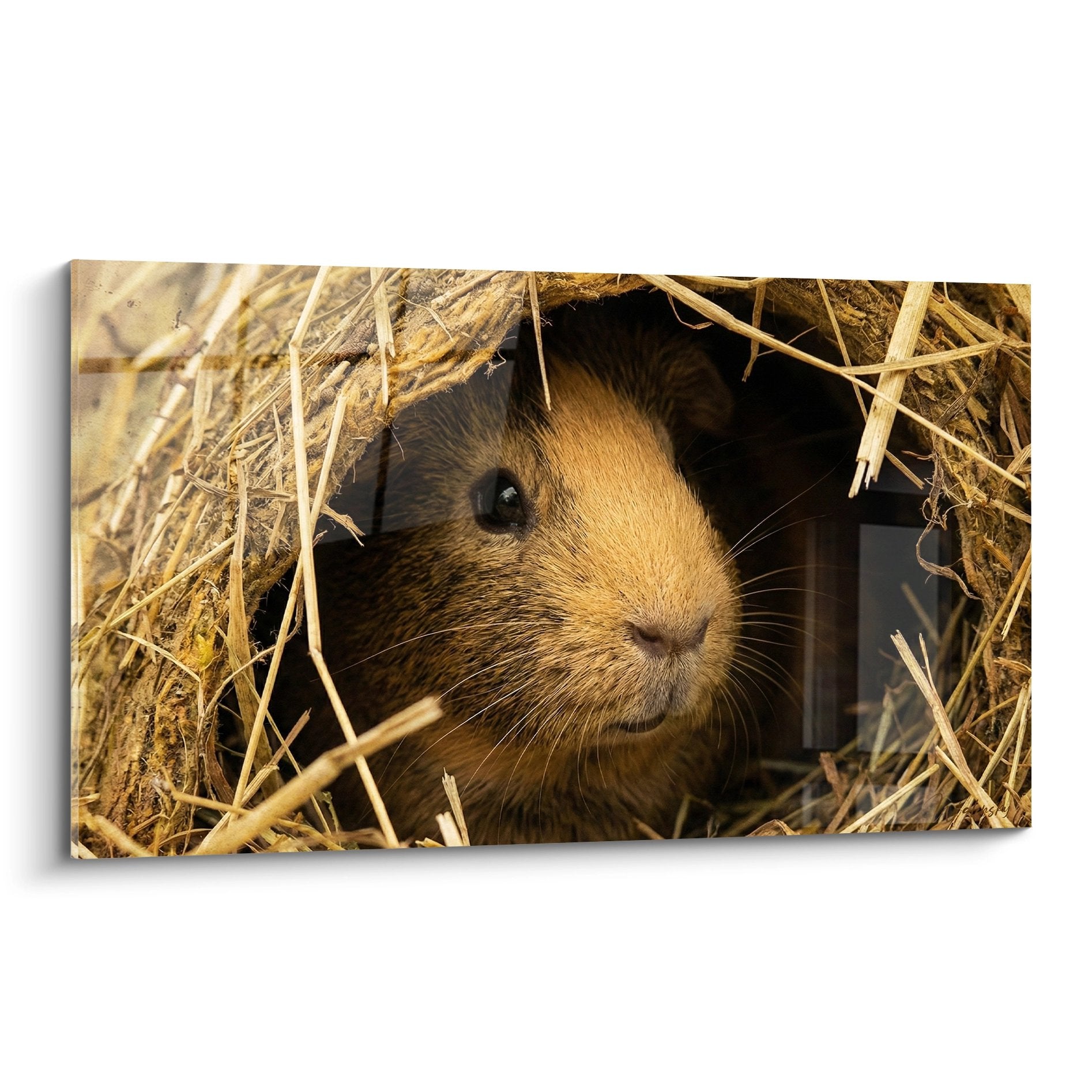 Goldbraunes Meerschweinchen gemütlich in einem natürlichen goldenen Strohnest eingekuschelt