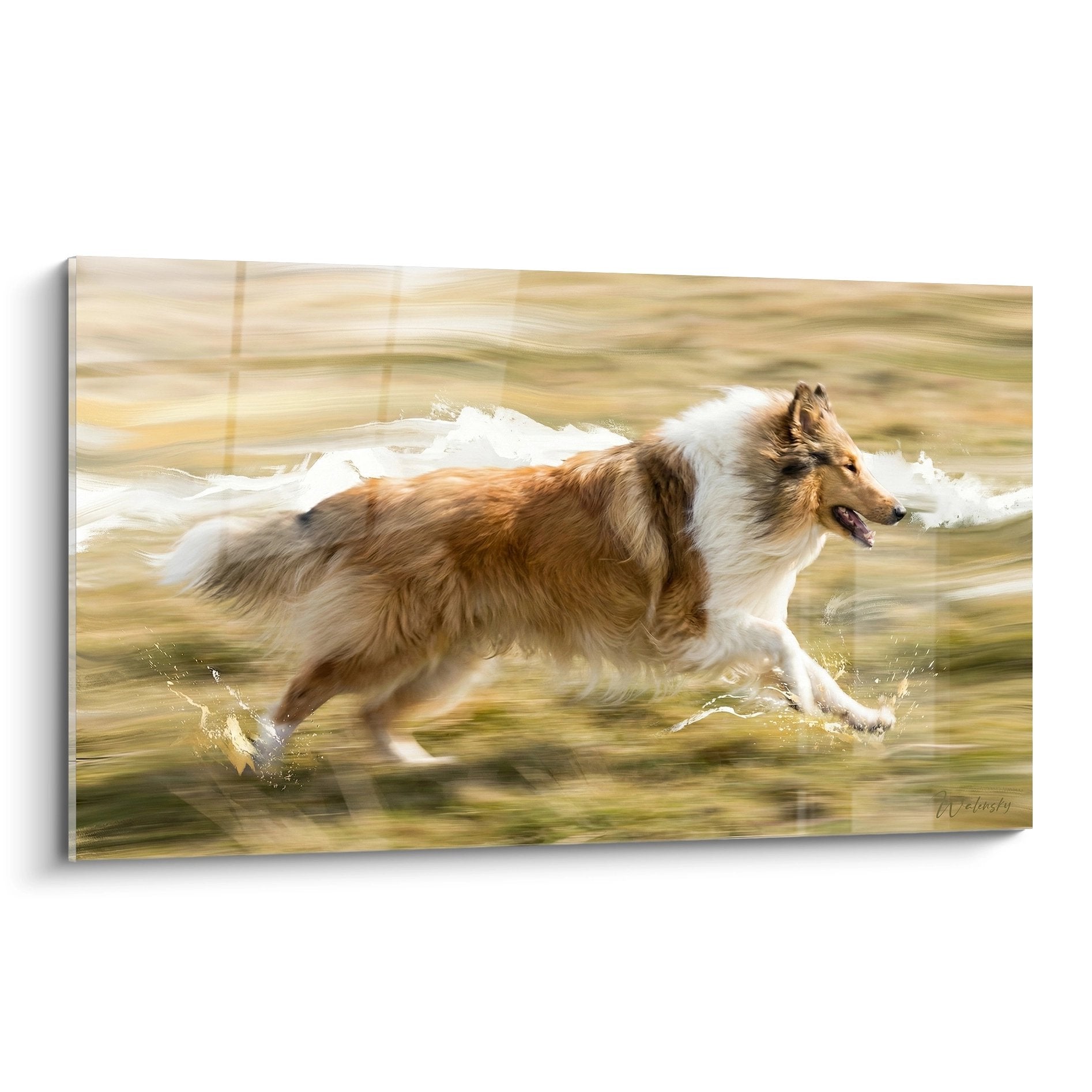 Collie écossais tricolore courant dans l'eau avec éclaboussures, effet de mouvement sur fond doré