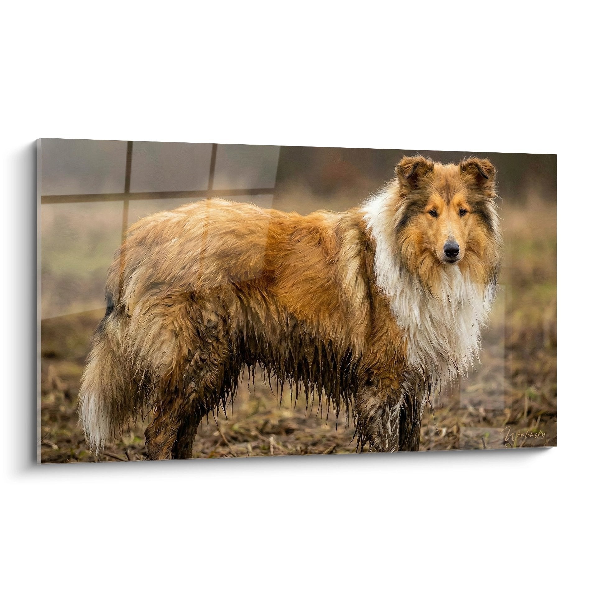 Tableau portrait Collie fauve au pelage boueux après promenade nature chien berger authentique