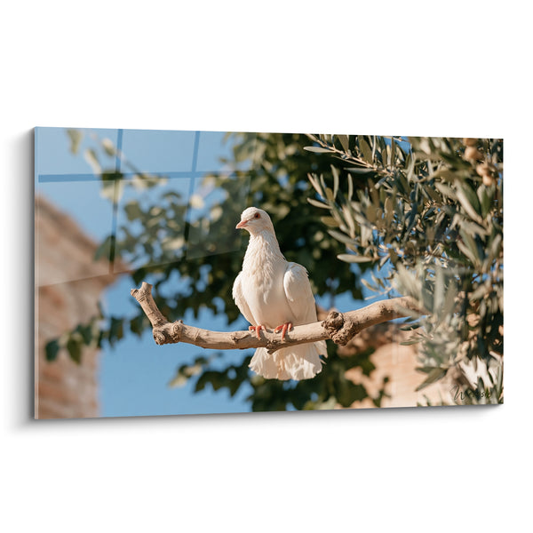 Tableau Colombe blanche perchée sur branche d'olivier - Paix retrouvée - Edition Colombe