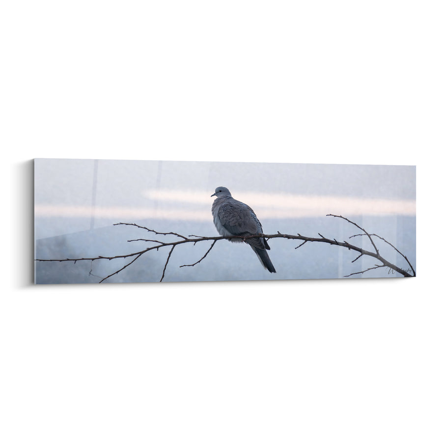 Tableau Colombe grise sur branche brune nue - Silence matinal - Edition Colombe