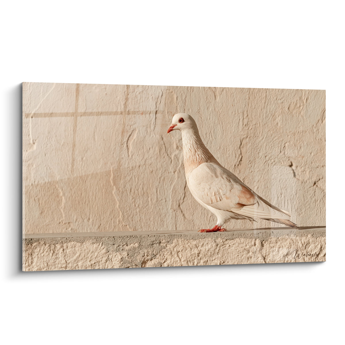 Colombe blanche et beige au bec rouge, posée profil sur mur de pierre ocre craquelée