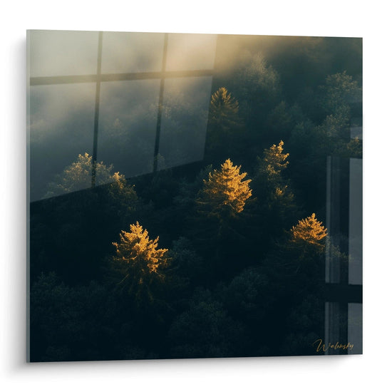 Quadro foresta Walensky con alberi illuminati dalla luce e atmosfera nebbiosa per decorazione murale