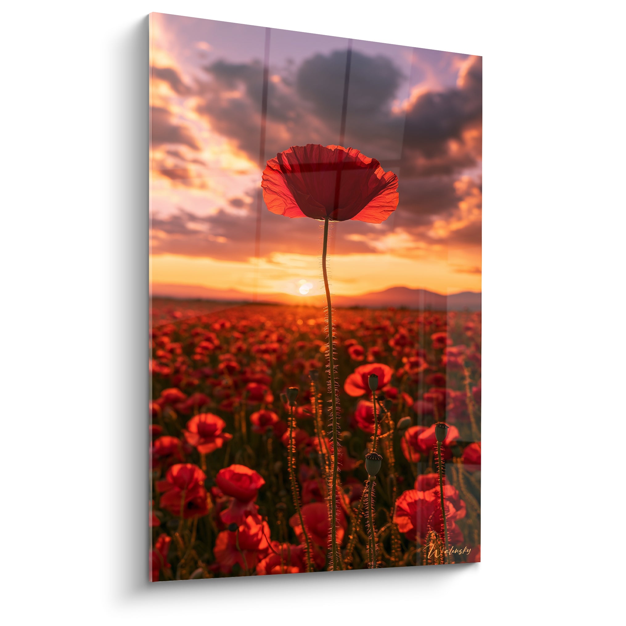 Coquelicot rouge et orangé dressé seul face à un ciel crépusculaire violet et doré