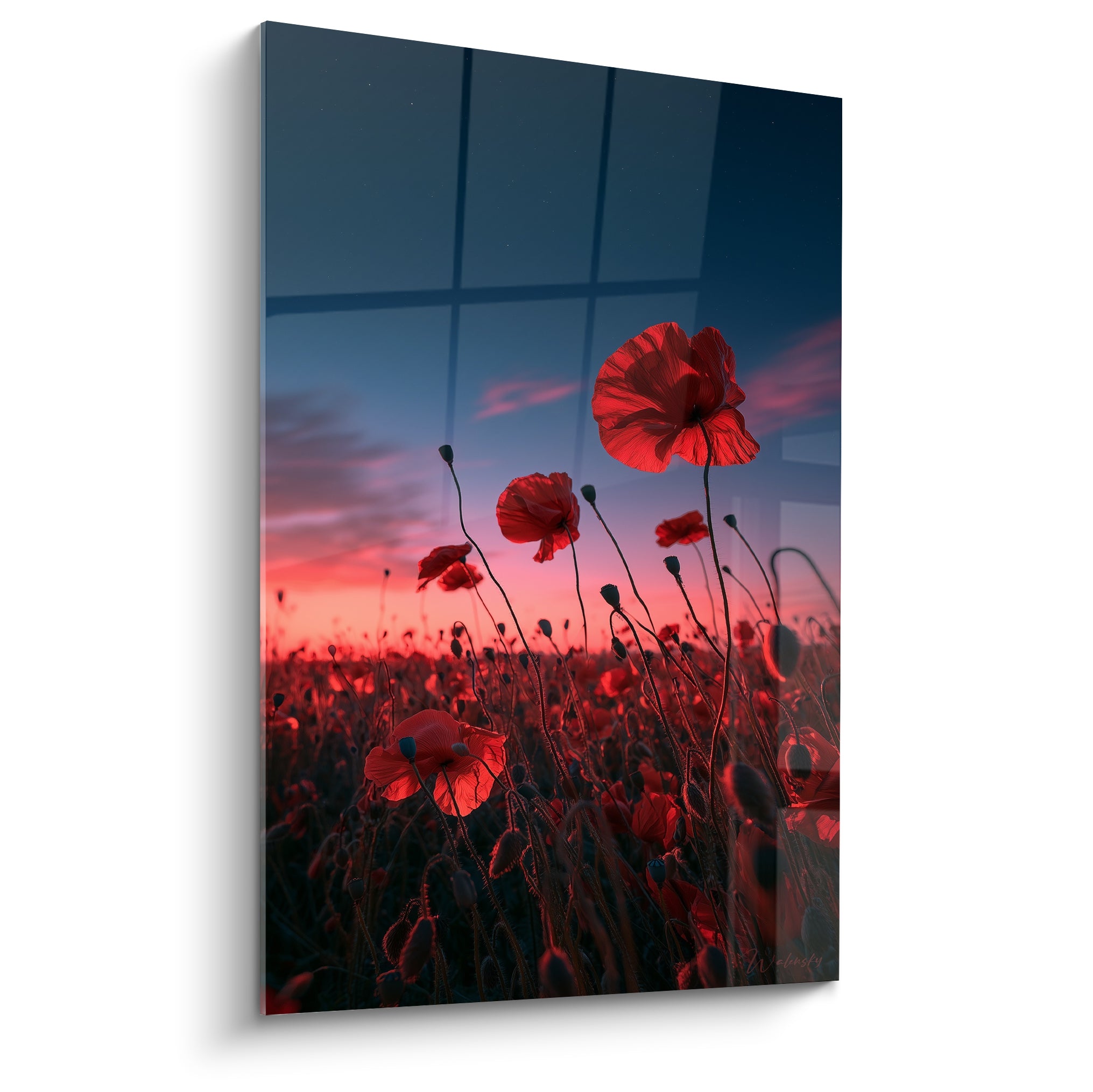 Coquelicots rouges dressés contre un ciel bleu nuit et rose au crépuscule